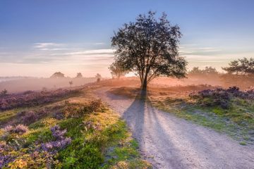 Vakantiehuizen op de Veluwe