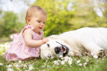 Tips met de hond op vakantie